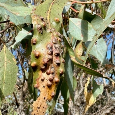 Unidentified Unidentified Insect Gall at Bonner, ACT - 18 Apr 2024 by KMcCue