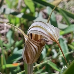 Diplodium truncatum at Tennent, ACT - 3 Feb 2024 by Venture