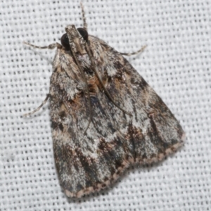 Spectrotrota fimbrialis at Freshwater Creek, VIC - 25 Feb 2024