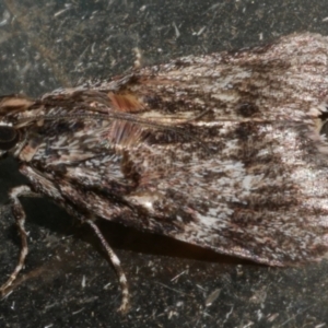 Spectrotrota fimbrialis at Freshwater Creek, VIC - 25 Feb 2024