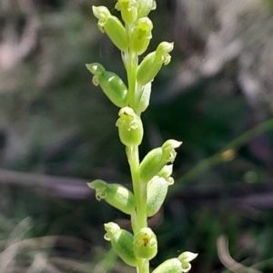 Microtis parviflora at Namadgi National Park - suppressed