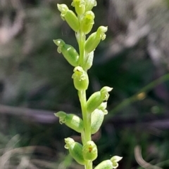 Microtis parviflora (Slender Onion Orchid) at Tennent, ACT - 3 Feb 2024 by Venture
