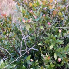 Myrtus communis subsp. tarentina (Tarentum myrtle) at Greenway, ACT - 17 Jun 2022 by icrawford@iinet.net.au