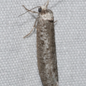 Lepidoscia (genus) ADULT at Freshwater Creek, VIC - 25 Feb 2024 11:14 PM