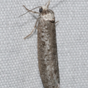 Lepidoscia (genus) ADULT (A Case moth) at Freshwater Creek, VIC by WendyEM