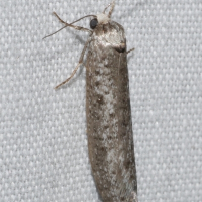 Lepidoscia (genus) ADULT (A Case moth) at Freshwater Creek, VIC - 25 Feb 2024 by WendyEM