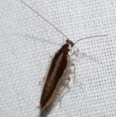 Unidentified Cockroach (Blattodea, several families) at Freshwater Creek, VIC - 25 Feb 2024 by WendyEM