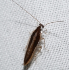 Ectoneura sp. (genus) (Cockroach) at Freshwater Creek, VIC - 25 Feb 2024 by WendyEM