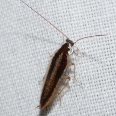 Unidentified Cockroach (Blattodea, several families) at Freshwater Creek, VIC - 25 Feb 2024 by WendyEM