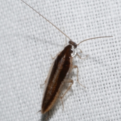 Ectoneura sp. (genus) (Cockroach) at Freshwater Creek, VIC - 25 Feb 2024 by WendyEM