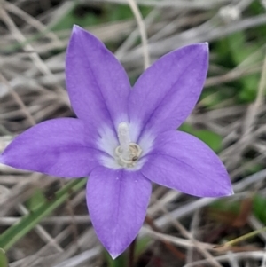 Wahlenbergia sp. at Namadgi National Park - 12 Jan 2024 02:50 PM