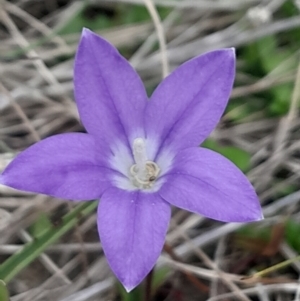Wahlenbergia gloriosa at suppressed by Venture