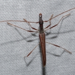 Rhinophthalmus nasutus (A Longhorn Beetle) at WendyM's farm at Freshwater Ck. - 25 Feb 2024 by WendyEM