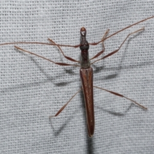 Rhinophthalmus nasutus at Freshwater Creek, VIC - 25 Feb 2024