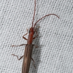 Syllitus microps (Longicorn or Longhorn beetle) at WendyM's farm at Freshwater Ck. - 25 Feb 2024 by WendyEM
