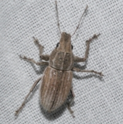 Naupactus leucoloma (White-fringed weevil) at WendyM's farm at Freshwater Ck. - 25 Feb 2024 by WendyEM