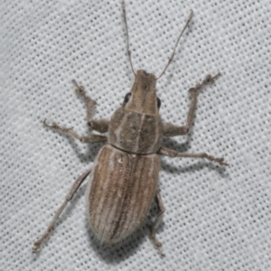 Naupactus leucoloma at WendyM's farm at Freshwater Ck. - 25 Feb 2024 11:11 PM