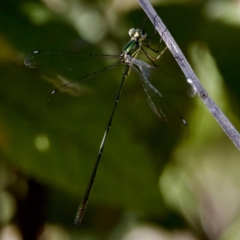 Synlestes weyersii (Bronze Needle) at Tharwa, ACT - 25 Feb 2024 by KorinneM