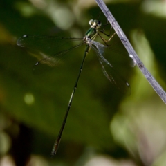 Synlestes weyersii (Bronze Needle) at Namadgi National Park - 25 Feb 2024 by KorinneM