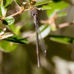 Synlestes weyersii at Namadgi National Park - 25 Feb 2024 09:39 AM