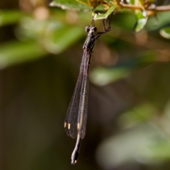 Synlestes weyersii at Namadgi National Park - 25 Feb 2024