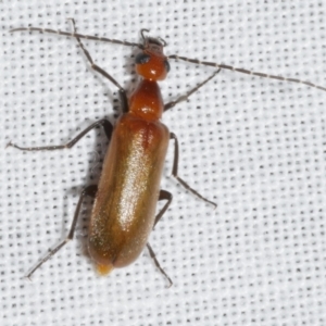 Australozonitis lutea at suppressed - suppressed