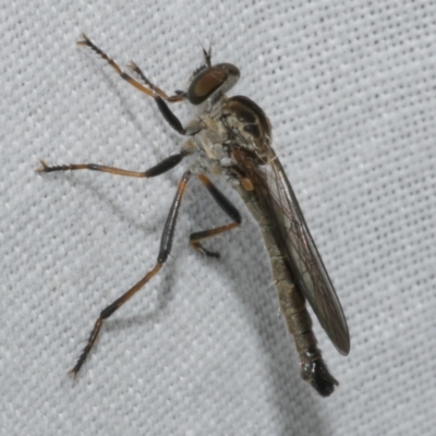 Asilidae (family) at WendyM's farm at Freshwater Ck. - 25 Feb 2024 by WendyEM