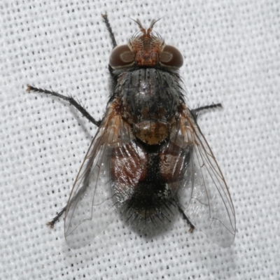 Calliphora sp. (genus) at WendyM's farm at Freshwater Ck. - 25 Feb 2024 by WendyEM