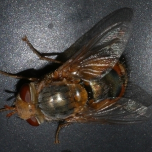 Calliphora augur at Freshwater Creek, VIC - 25 Feb 2024 10:54 PM