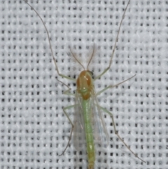 Chironomidae (family) (Non-biting Midge) at Freshwater Creek, VIC - 25 Feb 2024 by WendyEM