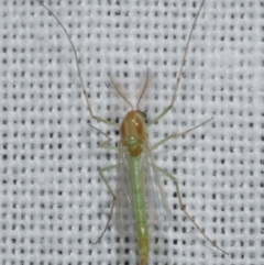 Chironomidae (family) (Non-biting Midge) at Freshwater Creek, VIC - 25 Feb 2024 by WendyEM