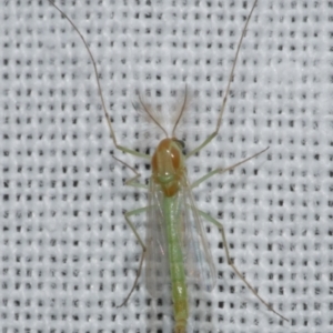 Chironomidae (family) at WendyM's farm at Freshwater Ck. - 25 Feb 2024 10:18 PM