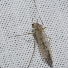 Chironomidae (family) (Non-biting Midge) at Freshwater Creek, VIC - 25 Feb 2024 by WendyEM