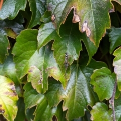 Xanthocryptus novozealandicus at Hackett, ACT - 5 Apr 2024