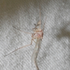 Chironomidae (family) (Non-biting Midge) at WendyM's farm at Freshwater Ck. - 25 Feb 2024 by WendyEM