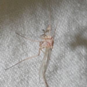 Chironomidae (family) at WendyM's farm at Freshwater Ck. - 26 Feb 2024