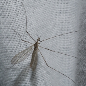 Symplecta (Trimicra) pilipes at Freshwater Creek, VIC - 25 Feb 2024 10:28 PM