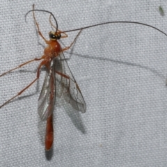 Unidentified Parasitic wasp (numerous families) at Freshwater Creek, VIC - 25 Feb 2024 by WendyEM