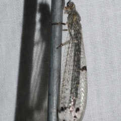 Bandidus canifrons (An Antlion Lacewing) at Freshwater Creek, VIC - 25 Feb 2024 by WendyEM