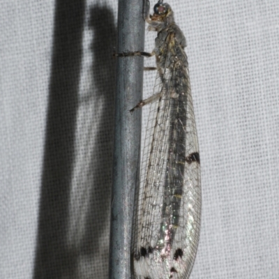 Bandidus canifrons (An Antlion Lacewing) at Freshwater Creek, VIC - 25 Feb 2024 by WendyEM