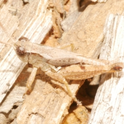 Unidentified Grasshopper (several families) at Freshwater Creek, VIC - 25 Feb 2024 by WendyEM