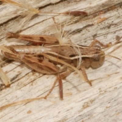 Phaulacridium vittatum at Freshwater Creek, VIC - 25 Feb 2024 by WendyEM