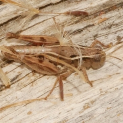 Unidentified Grasshopper (several families) at Freshwater Creek, VIC - 25 Feb 2024 by WendyEM