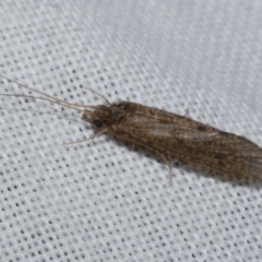 Trichoptera (order) (Unidentified Caddisfly) at Freshwater Creek, VIC - 25 Feb 2024 by WendyEM