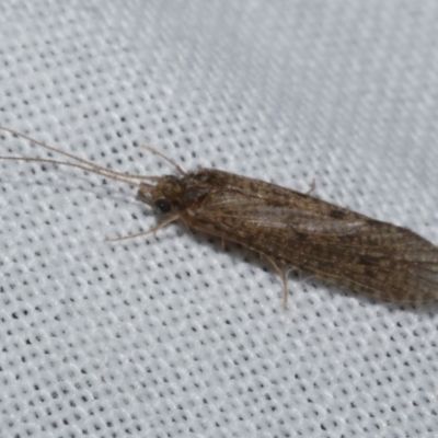 Trichoptera (order) (Unidentified Caddisfly) at Freshwater Creek, VIC - 25 Feb 2024 by WendyEM