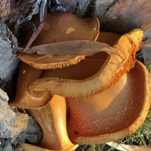 Gymnopilus junonius at Aranda Bushland - 21 Apr 2024