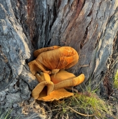 Gymnopilus junonius at Aranda Bushland - 21 Apr 2024