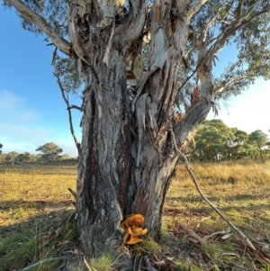 Gymnopilus junonius at Aranda Bushland - 21 Apr 2024