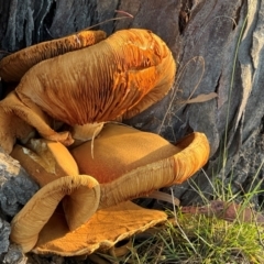 Gymnopilus junonius at Aranda Bushland - 21 Apr 2024