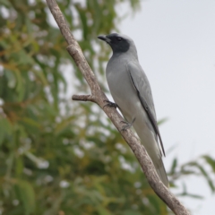 Coracina novaehollandiae (Black-faced Cuckooshrike) at Goorooyarroo NR (ACT) - 19 Apr 2024 by MichaelWenke